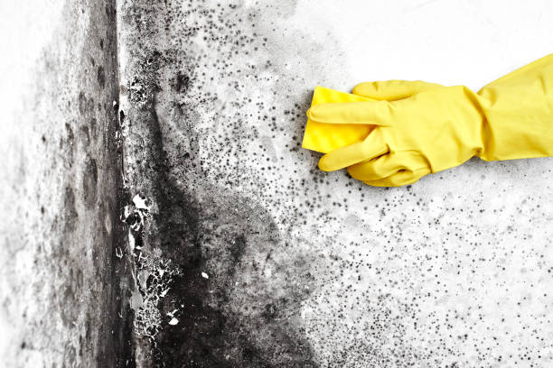 Mold Removal for HVAC Installations in Salem Lakes, WI